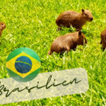Brasilien Reisen, Capivara, Brasilien auswandern, Foz do Iguacu